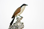 Burchell's Coucal