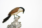 Burchell's Coucal