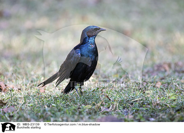 Burchells starling / MBS-23139