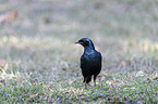 Burchells starling