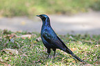 Burchells starling