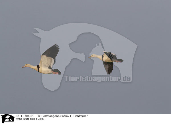 flying Burdekin ducks / FF-09021