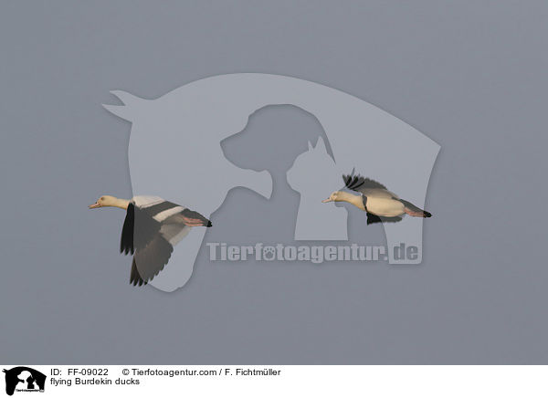 flying Burdekin ducks / FF-09022