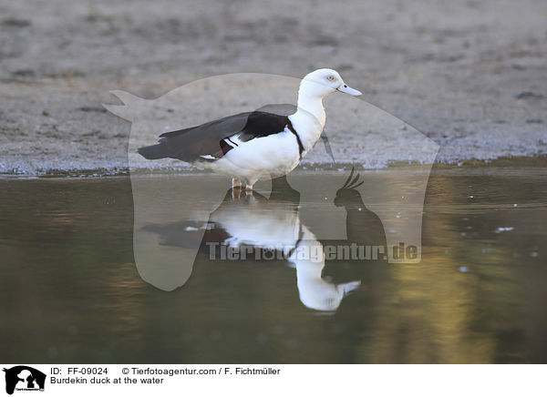 Burdekin duck at the water / FF-09024