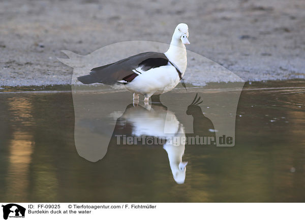 Radjahgans am Wasser / Burdekin duck at the water / FF-09025