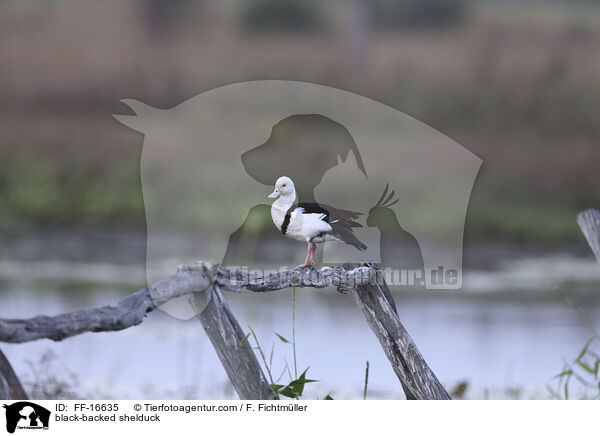 Radjahgans / black-backed shelduck / FF-16635