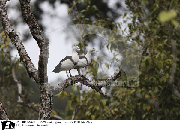 black-backed shelduck / FF-16641
