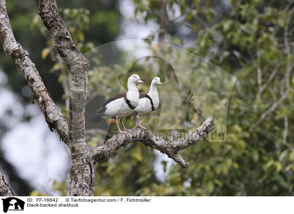 Radjahgans / black-backed shelduck / FF-16642