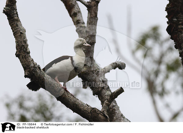 Radjahgans / black-backed shelduck / FF-16644