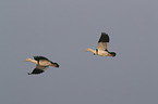 flying Burdekin ducks