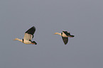 flying Burdekin ducks