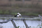 black-backed shelduck
