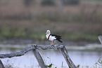 black-backed shelduck