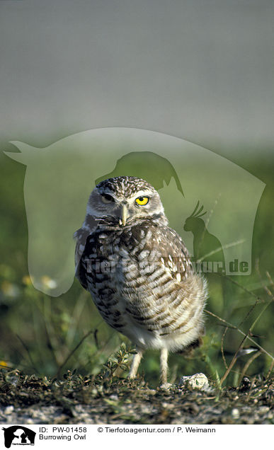 Kanincheneule / Burrowing Owl / PW-01458