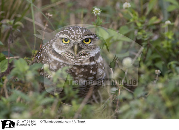 Kaninchenkauz / Burrowing Owl / AT-01144
