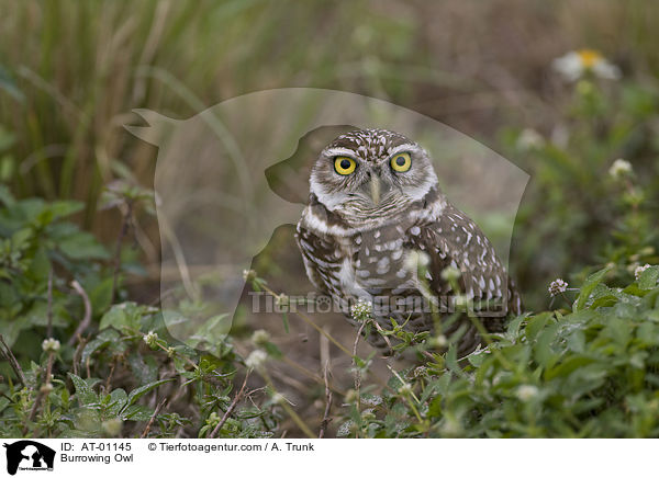 Kaninchenkauz / Burrowing Owl / AT-01145