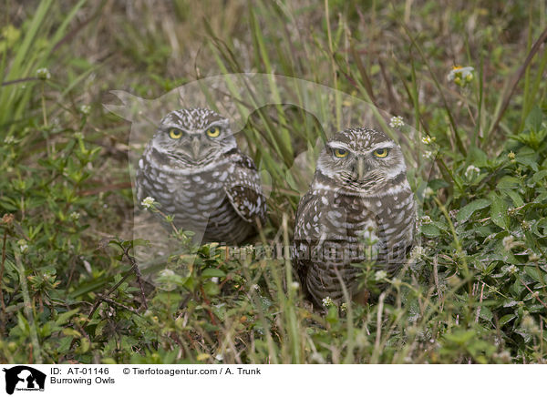 Burrowing Owls / AT-01146