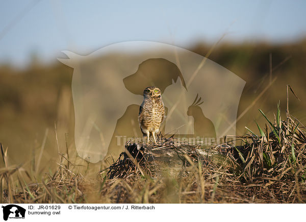 burrowing owl / JR-01629