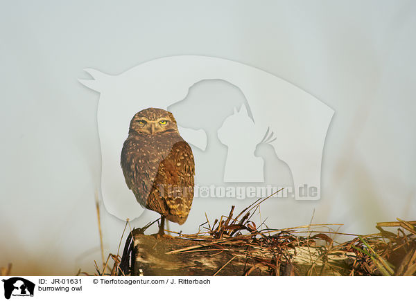 Kanincheneule / burrowing owl / JR-01631