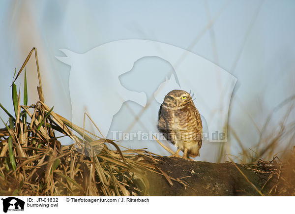 Kanincheneule / burrowing owl / JR-01632