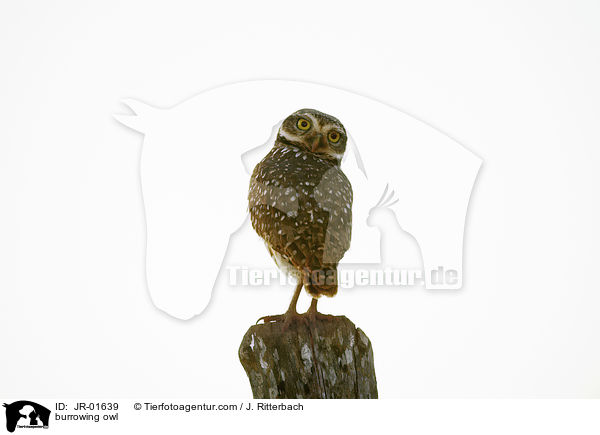 Kanincheneule / burrowing owl / JR-01639