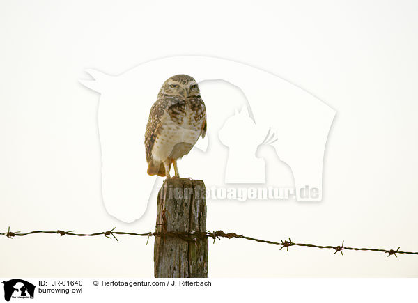 burrowing owl / JR-01640