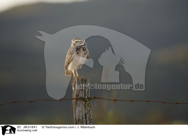 burrowing owl / JR-01641