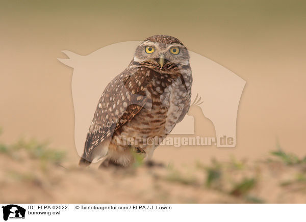 Kaninchenkauz / burrowing owl / FLPA-02022