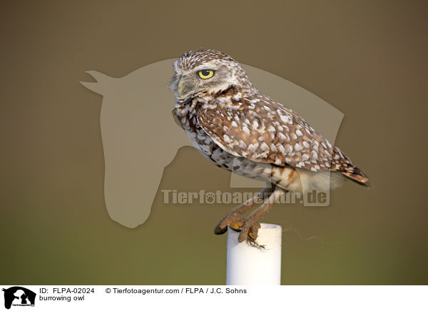 burrowing owl / FLPA-02024