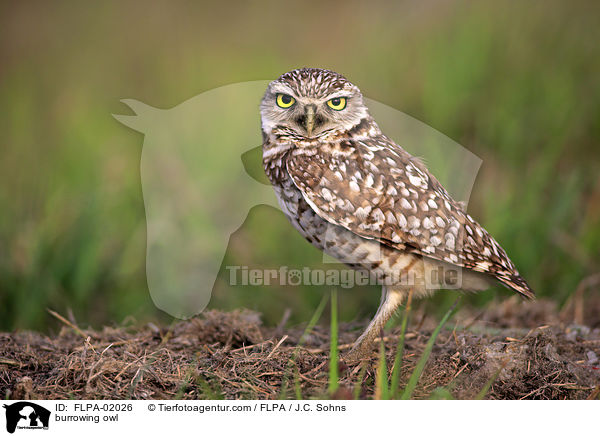 Kaninchenkauz / burrowing owl / FLPA-02026