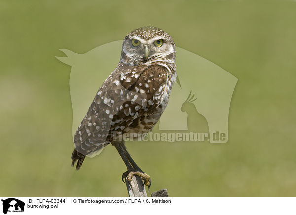 Kaninchenkauz / burrowing owl / FLPA-03344
