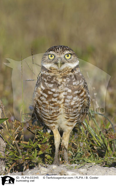 burrowing owl / FLPA-03345
