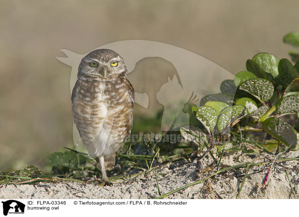burrowing owl / FLPA-03346