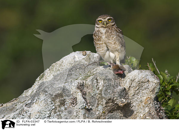 Kaninchenkauz / burrowing owl / FLPA-03347
