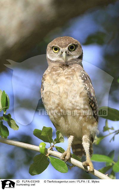 Kaninchenkauz / burrowing owl / FLPA-03349