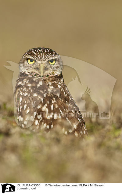 burrowing owl / FLPA-03350