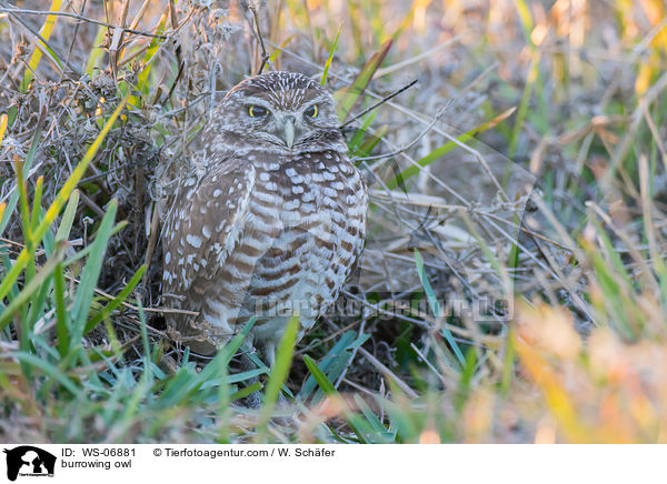 burrowing owl / WS-06881