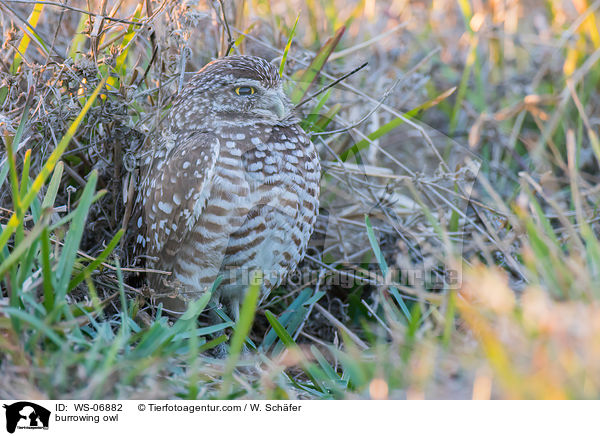 burrowing owl / WS-06882