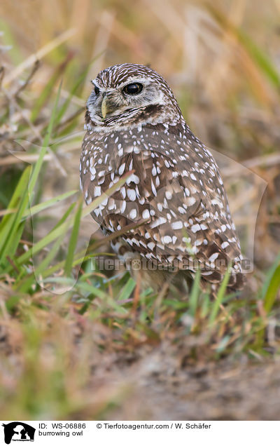 burrowing owl / WS-06886