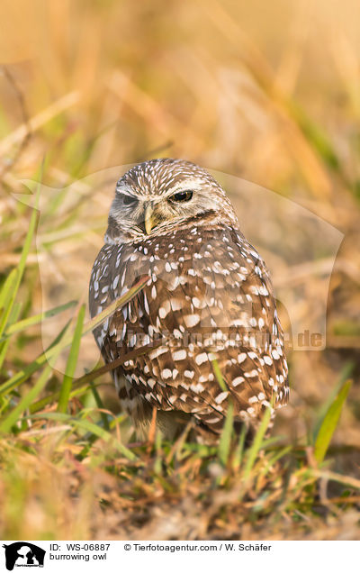 burrowing owl / WS-06887