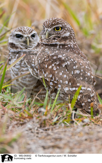 burrowing owls / WS-06892
