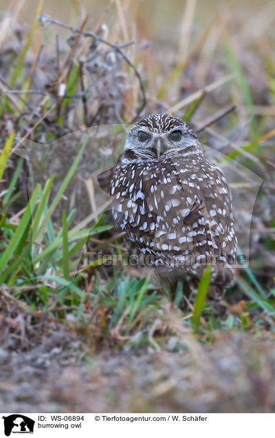 burrowing owl / WS-06894