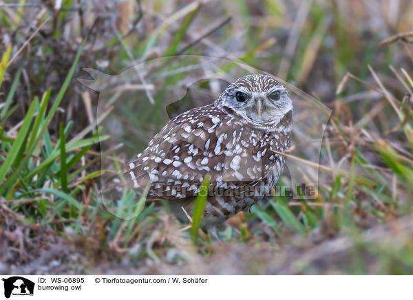 burrowing owl / WS-06895