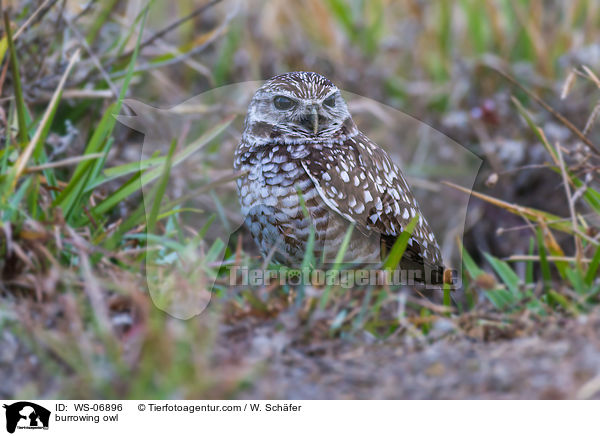 burrowing owl / WS-06896