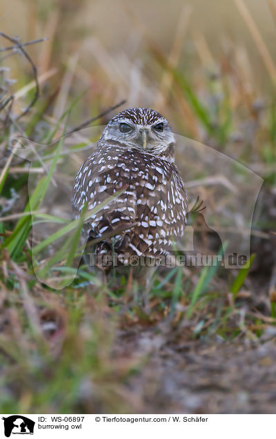 burrowing owl / WS-06897