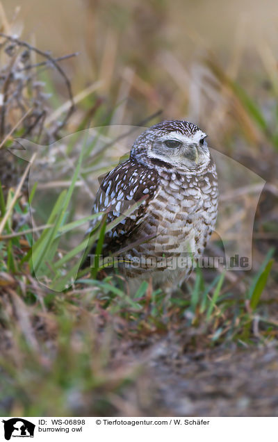burrowing owl / WS-06898