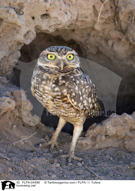 burrowing owl / FLPA-04596