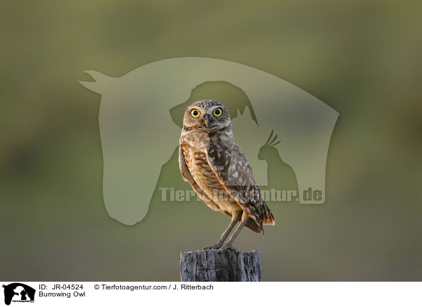 Kaninchenkauz / Burrowing Owl / JR-04524