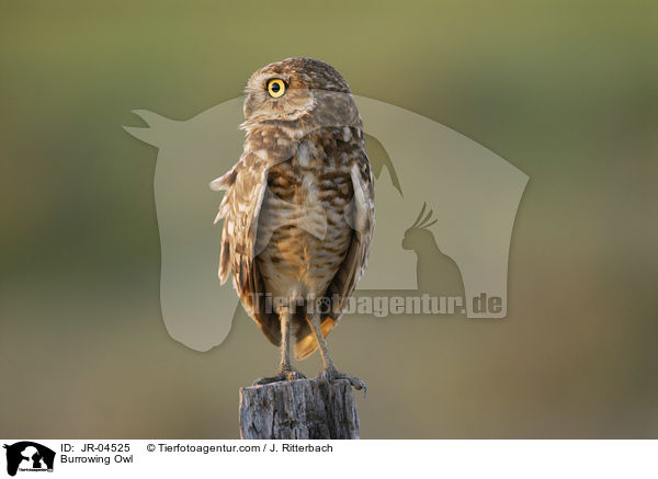 Burrowing Owl / JR-04525
