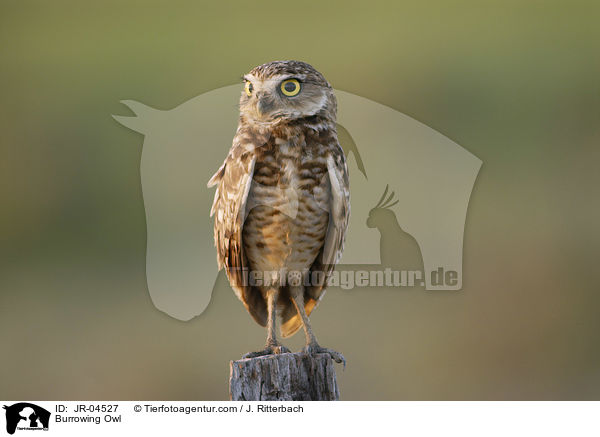 Kaninchenkauz / Burrowing Owl / JR-04527